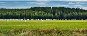 silage film