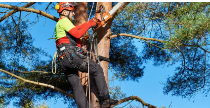 tree arborist Adelaide Hills